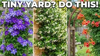 Thumbnail: Tiny Yard? Plant These 7 Vertical Climbers and Transform It Into a Living Paradise