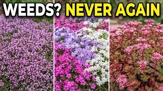 Thumbnail: Tired of Weeds? Plant These 8 Groundcovers and NEVER Pull Weeds Again