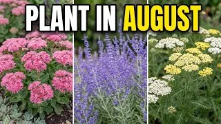 Thumbnail: Too Lazy to Garden? Plant These 11 Perennials in August (They Come Back Forever)
