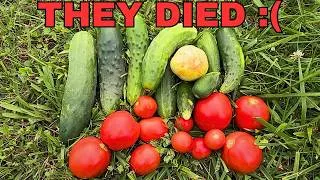 Thumbnail: Dollar Store JULY Vegetable Garden Tour