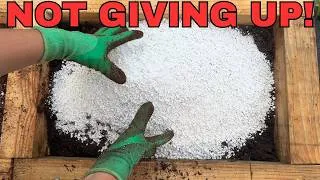 Thumbnail: i WILL have my holly hedge!😤raised bed/pumpkin patch update, propagation station