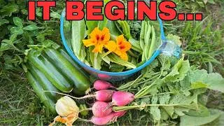 Thumbnail: Dollar Store JUNE Vegetable Garden Tour
