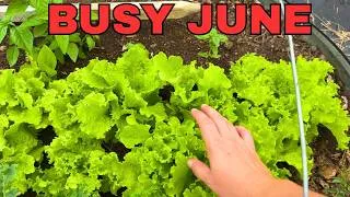Thumbnail: Final planting for 2026, Raised Bed Update, pumpkin patch