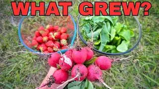 Thumbnail: Dollar Store MAY Vegetable Garden Tour
