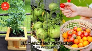 Thumbnail: How to grow healthy tomatoes in a container (Life Hack)