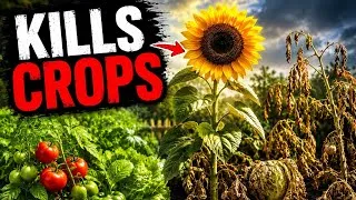Thumbnail: 9 Garden Plants You Should Never Grow Near Other Crops ( Avoid These Mistakes! )