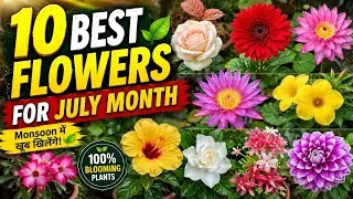 Thumbnail: एक से बढ़कर एक फूलों के पौधे बारिश के महीने के लिए/10 Best flowering plants for July month