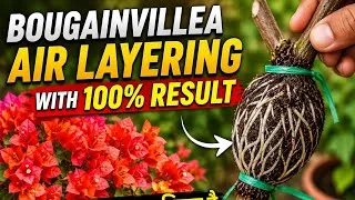 Thumbnail: Bougainvillea Air Layering का सबसे आसान तरीका फिर मत कहना मुश्किल है