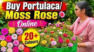 Thumbnail: Buy Portulaca Moss Rose Online at very cheap price