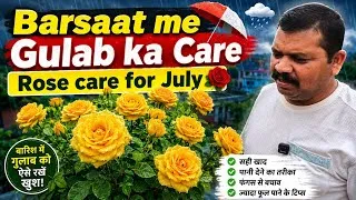 Thumbnail: 🌹 Monsoon Rose Care Tips | Barsaat Mein Gulab Ko kese Bachayein Aur Growth len