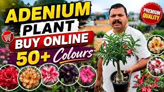 Thumbnail: Adenium plant buy Online/50+ colours at very reasonable price