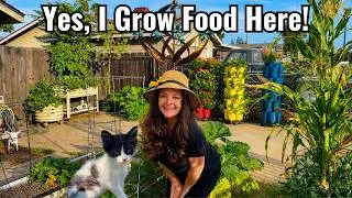 Thumbnail: Driveway Garden Tour + Meet My New Kitten! 😃