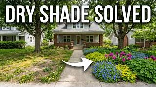 Thumbnail: Dry Shade? Plant THESE Instead of Grass 🌱👇