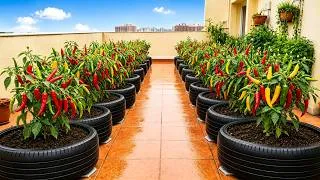 Thumbnail: 💡How to Grow Vegetables on Balcony Using Recycled Materials Easy Guide!