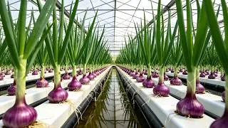 Thumbnail: No Soil Needed! Grow Purple Onions with This Amazing Hydroponic Method