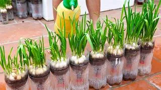 Thumbnail: Start Your Balcony Vegetable Garden Today – All from Recycled Materials!