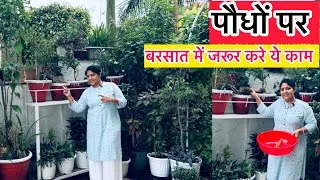 Thumbnail:    Baarish ☔️ Mein Paudhe 🪴Kaise Bachayein | 5 Zaroori Kaam | Monsoon Garden Care 🌧️🪴