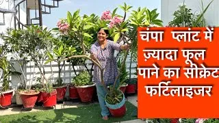 Thumbnail: अच्छी ग्रोथ और भर भर के फूल पाने के लिए कैसे करे  चंपा के प्लांट की केयर ।| Summer flowers care 
