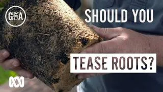 Thumbnail: To tease, or not to tease? | Gardening 101 | Gardening Australia