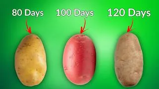 Thumbnail: Before You Plant Potatoes… Watch This