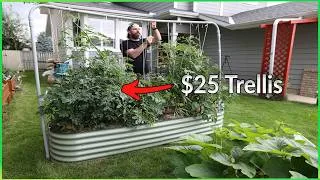 Thumbnail: I Spent $25 To Build The Perfect Tomato Trellis