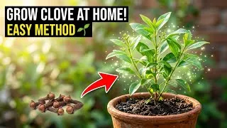 Thumbnail: How to Grow Clove at Home | Grow Clove Plant from Cloves | Easy Gardening Guide