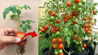 Thumbnail: New skils! Growing tomatoes from tomato fruit so they bear fruit quickly