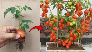 Thumbnail: New skils! Planting tomato plants from a tomato fruit in a polybag
