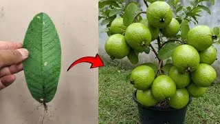 Thumbnail: New skils! Growing a guava tree from guava leaves in a pot
