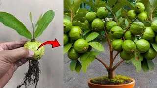 Thumbnail: New skils! Planting a guava tree from guava fruit in a pot