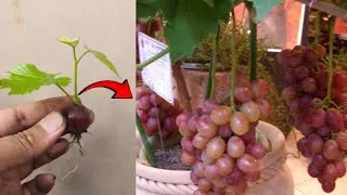 Thumbnail: New skils! Growing grapes from store-bought grapes in a pot