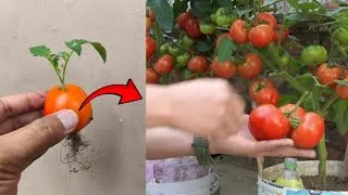 Thumbnail: New skills! Growing tomato plants from a tomato fruit in a polybag