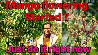 Thumbnail: Mango flowers are coming? Just do it right now 