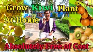 Thumbnail: Grow Kiwi Plants at Home absolutely free of Cost. How to grow a Kiwi Plant 