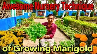 Thumbnail: Awesome Nursery Technique of Growing Marigold from Seeds