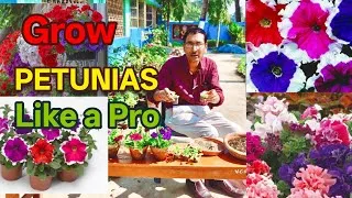 Thumbnail: How to Grow Petunias like a Pro. Learn the Entire Process in a Single Video 