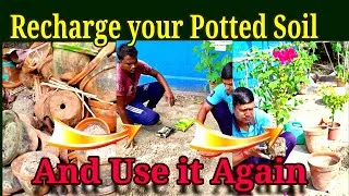 Thumbnail: Recharge Your Old Soil to Make it a New. How to Reuse Old Potted Soil.