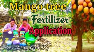 Thumbnail: How to Apply Fertilizer to a Mango Plant. Mango tree fertigation tips