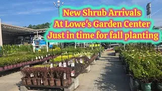 Thumbnail: Beautiful Shrubs At Lowe's Garden Center.  Just in time for Fall Planting 🪴 🌿 🪴 🌿 🪴 