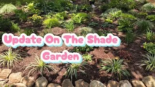 Thumbnail: Shade Garden Update In Early September In My GA Garden 🪴 🌱 🌿 🌾. I Am Pleased.