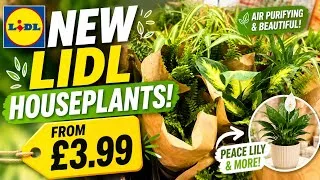 Thumbnail: NEW Lidl Houseplants from £3.99! 🌱 Peace Lily, & More