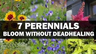 Thumbnail: 7 Stunning Perennials That Bloom Without Deadheading All Season!