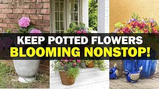 Thumbnail: Stop Killing Your Potted Flowers! 6 July Habits That Keep Them Blooming All Summer!