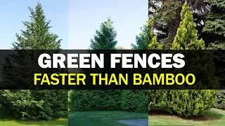 Thumbnail: 7 Fast-Growing Living Privacy Screens Better Than Bamboo!