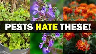 Thumbnail: Compilation 7 Powerful Plants That Naturally Stop Aphids, Whiteflies vs 7 Plants That Keep Pests Awa