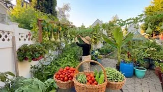 Thumbnail: Prepping for Frost: Moringa, Banana & Sweet Peppers Plants Transfers Indoors & Final Harvests 🍁🌿