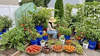 Thumbnail: MASSIVE Harvest! 🍅 Pruning Eggplants & My Secret for Upright Squash!
