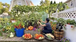 Thumbnail: Summer Garden Harvest & Maintenance | Harvesting Peppers, Squashes & Pruning 🌿
