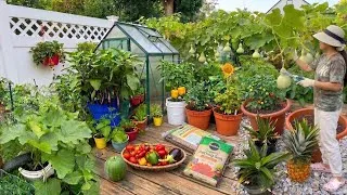 Thumbnail: How My Container Garden Thrives: The Daily Care & Feeding That Keeps It Productive 🌿✨ (NO TALKING)