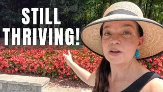 Thumbnail: These Annuals THRIVE in the Dog Days of Summer!